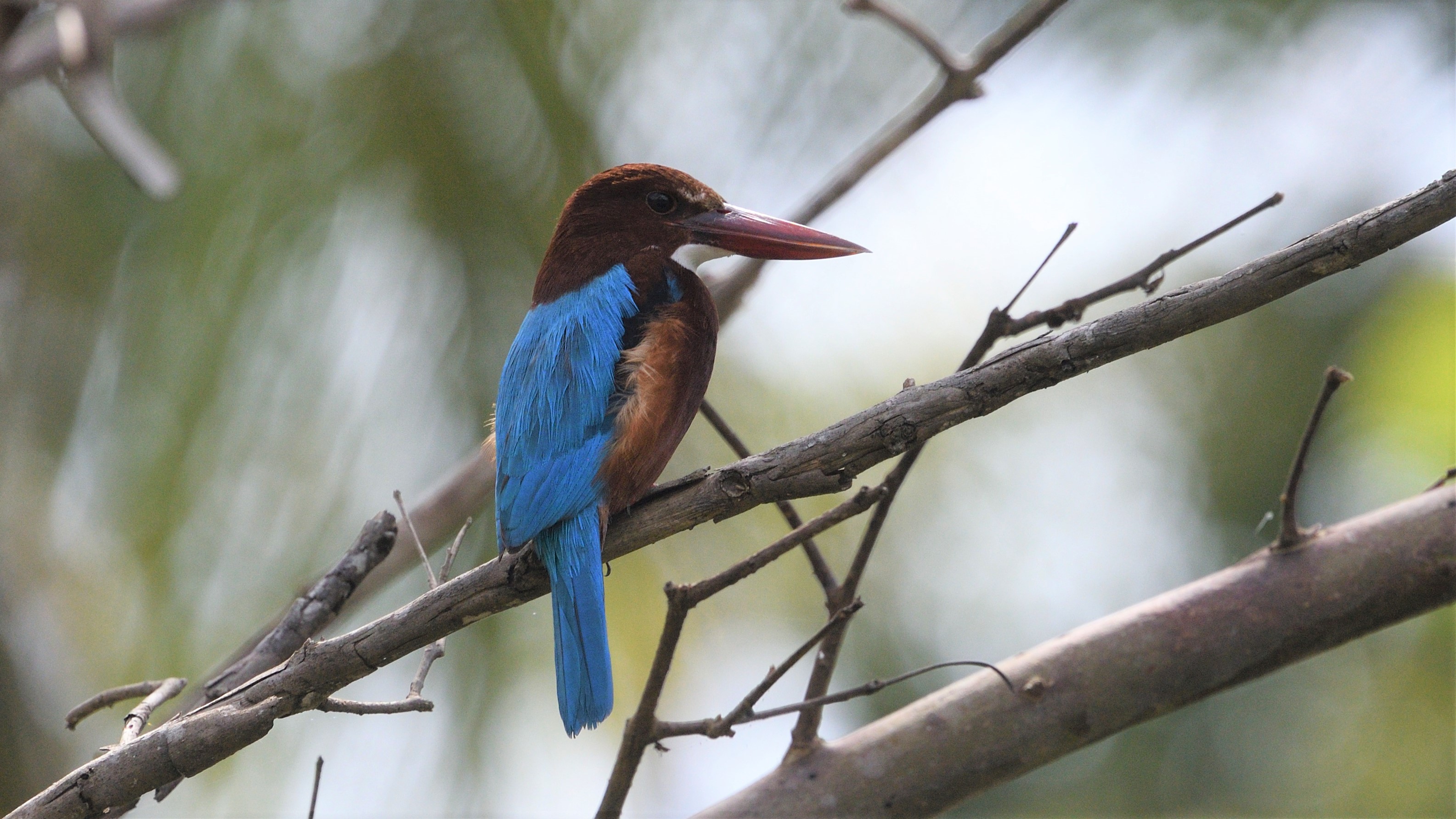 White-throated Kingfisher
