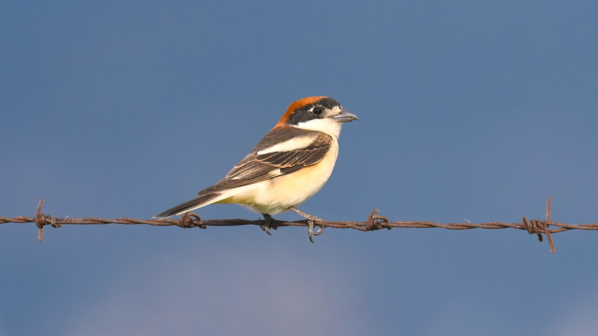 Woodchat Shrike