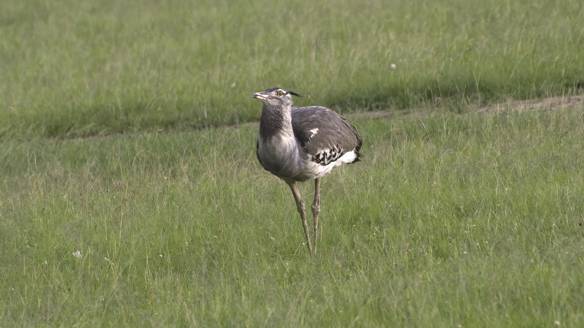 Kori Bustard