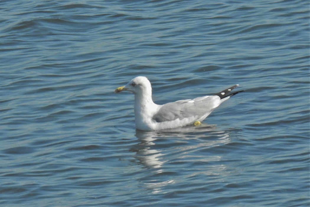 Yellow-legged Gull