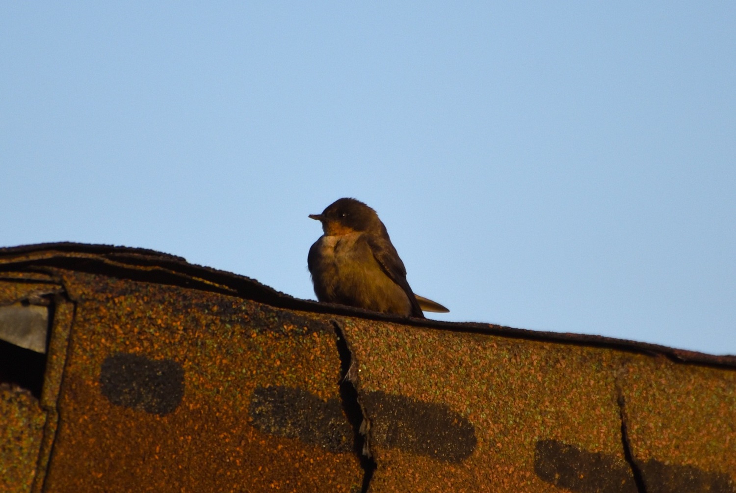 Rock Martin