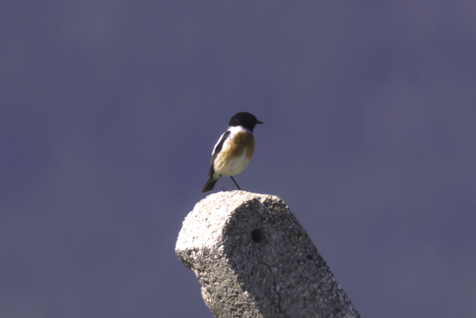 Siberian Stonechat — Ana fotoğraf