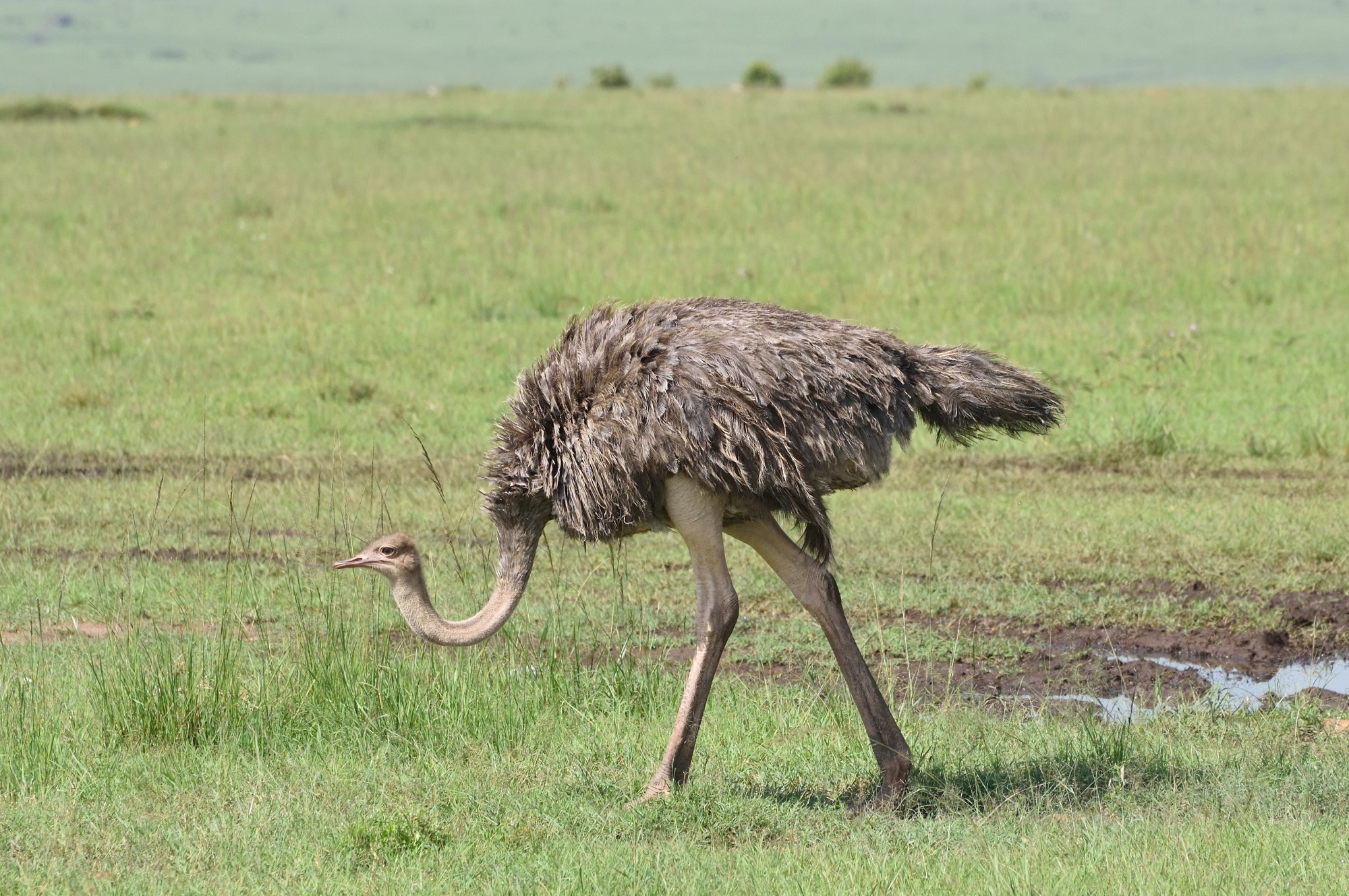 Common Ostrich