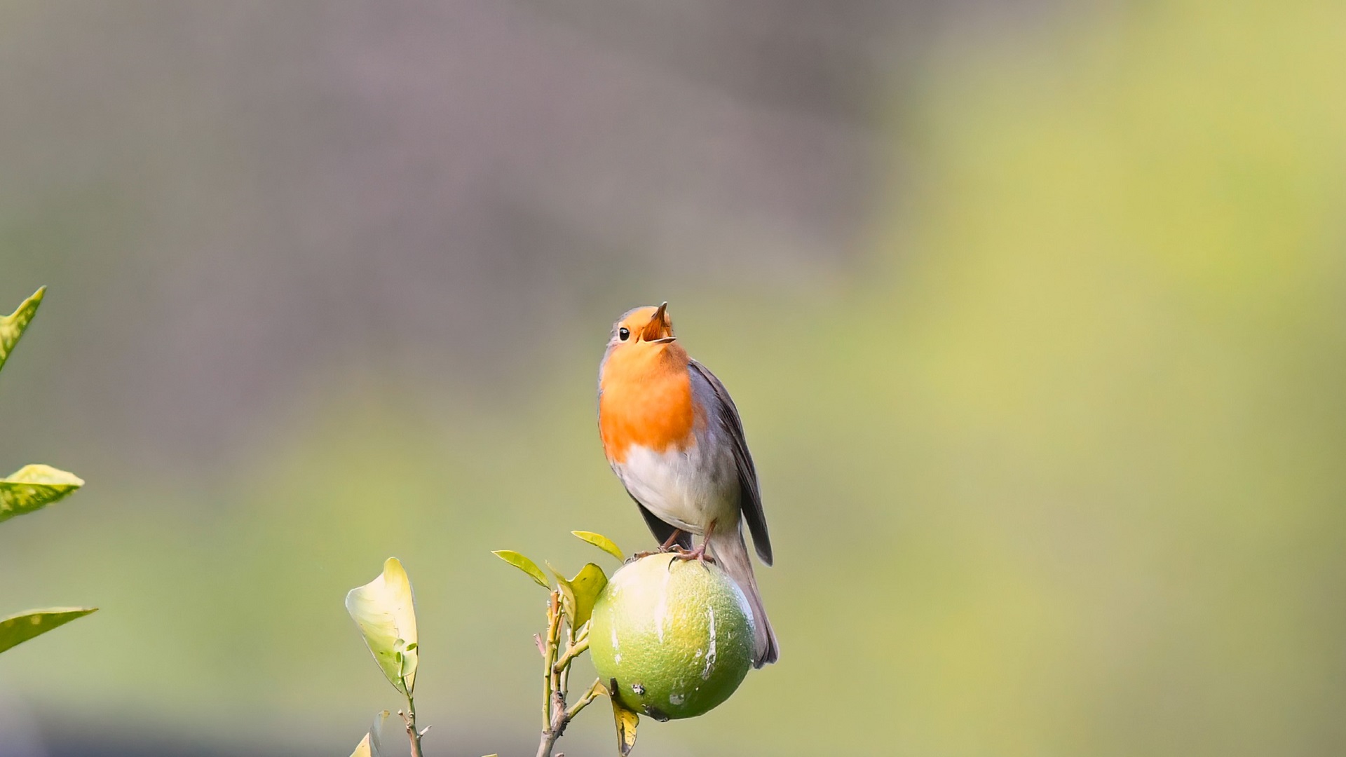 European Robin