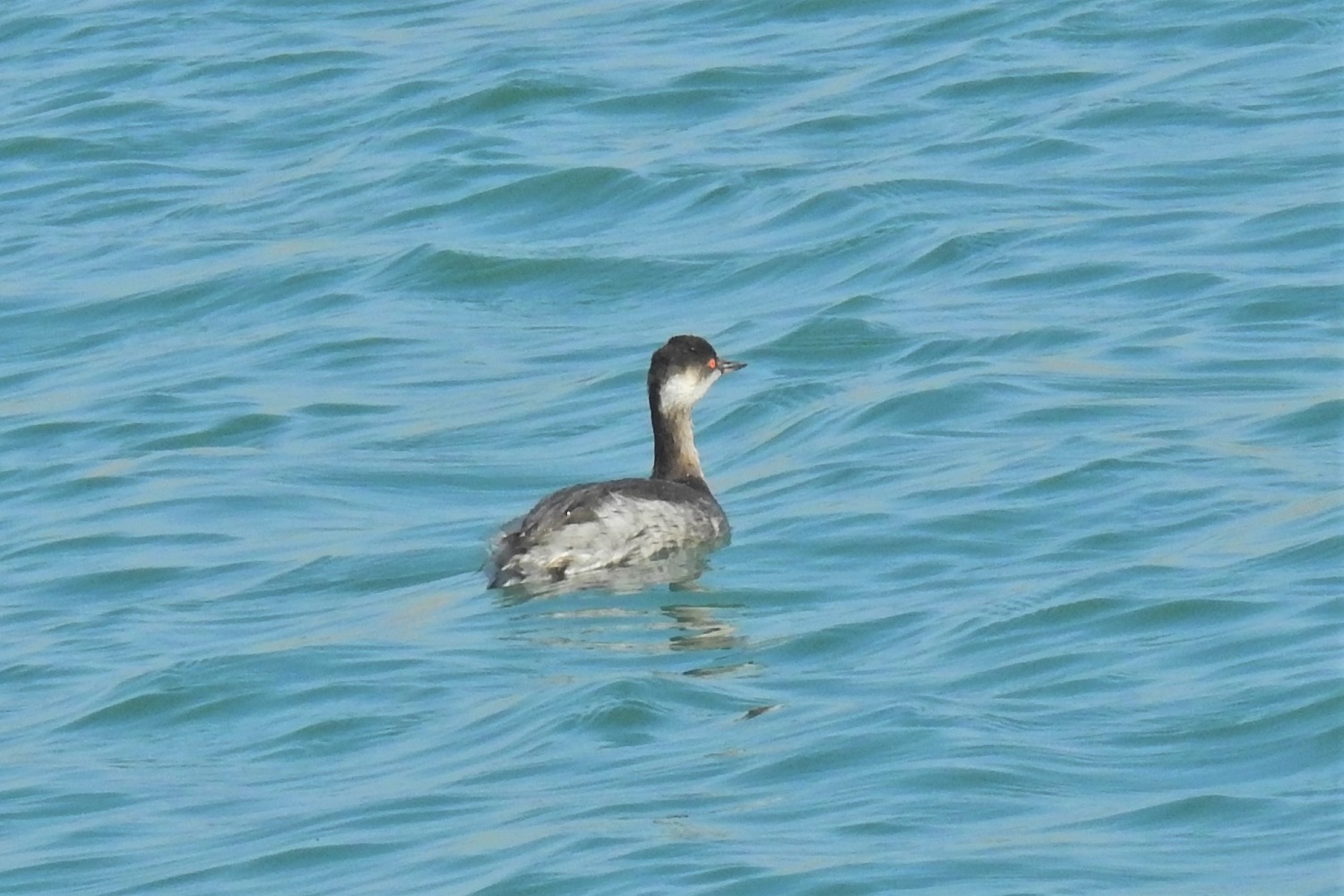 Eared Grebe