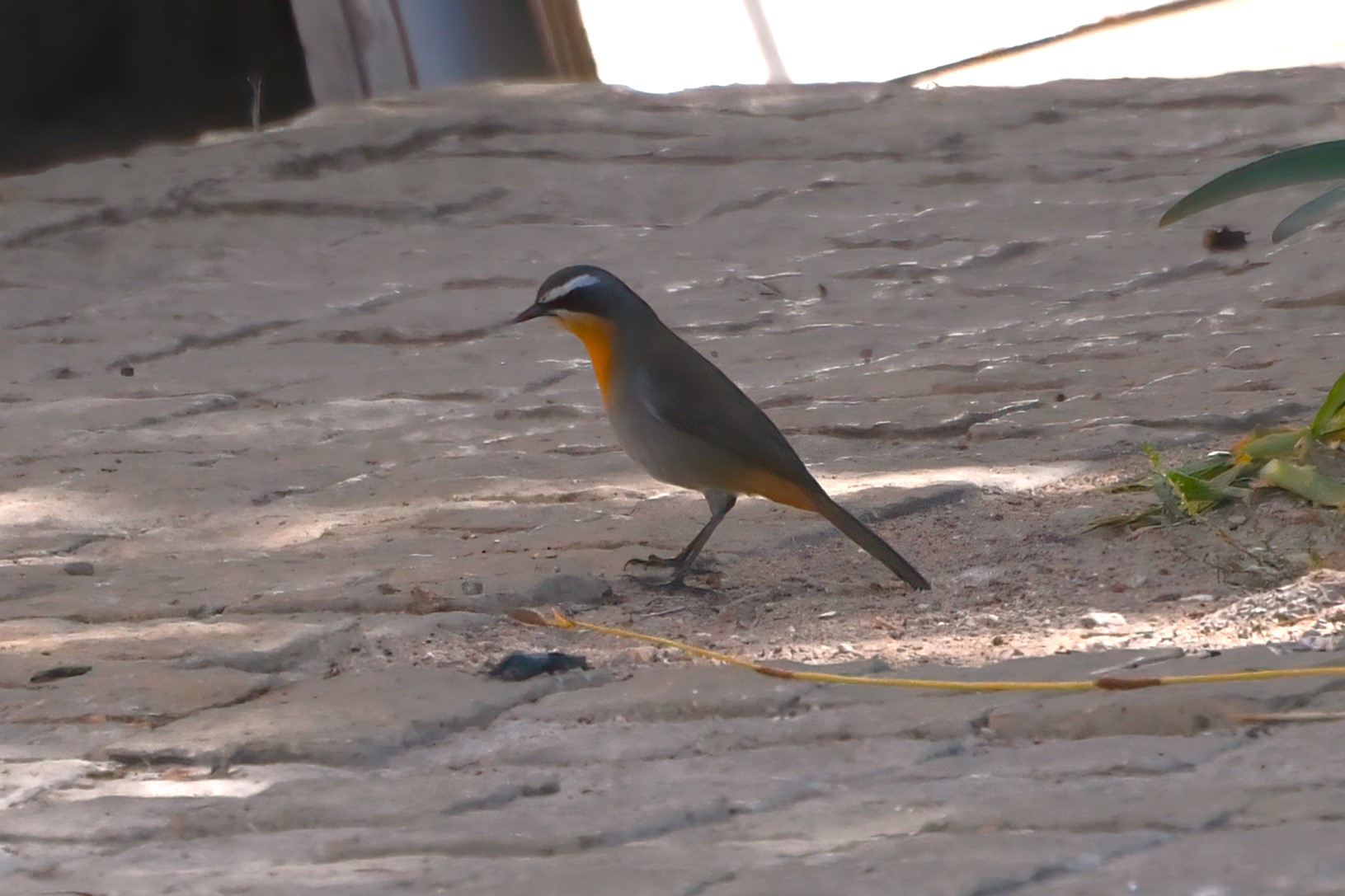 Cape Robin-Chat