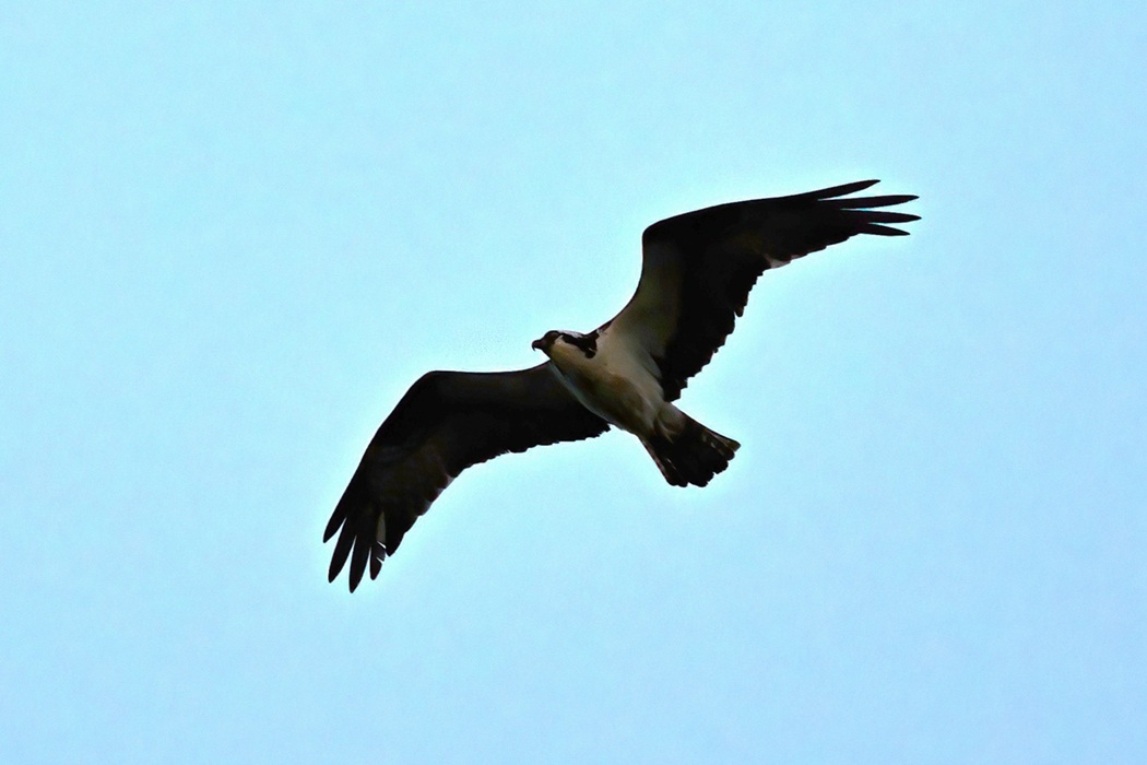 Osprey