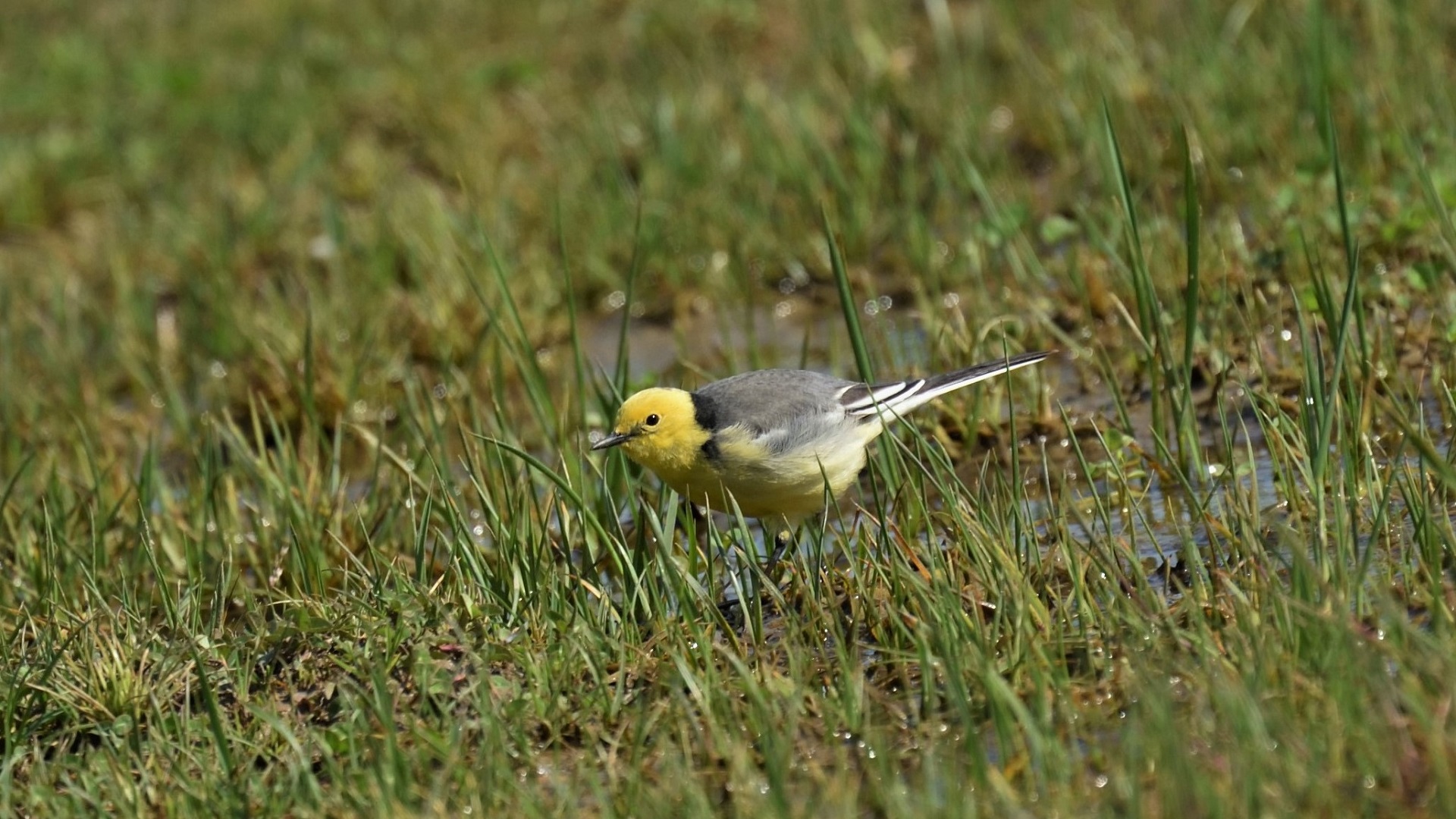 Citrine Wagtail