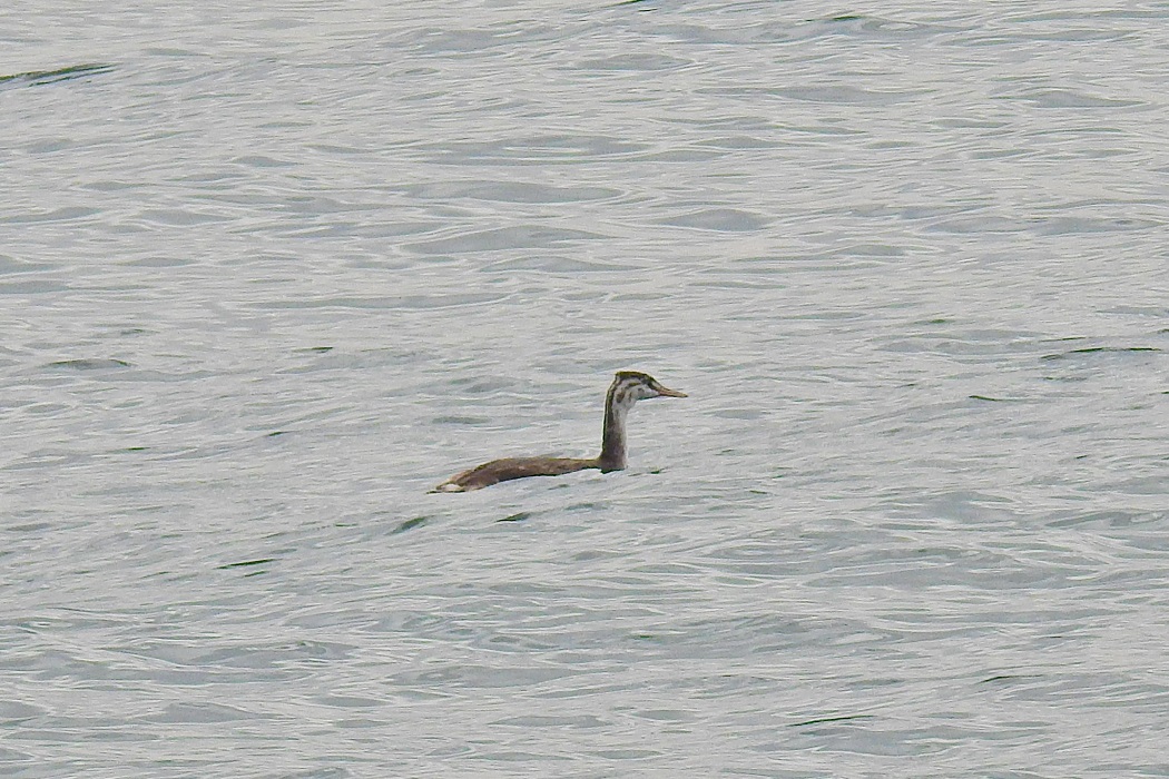 Great Crested Grebe
