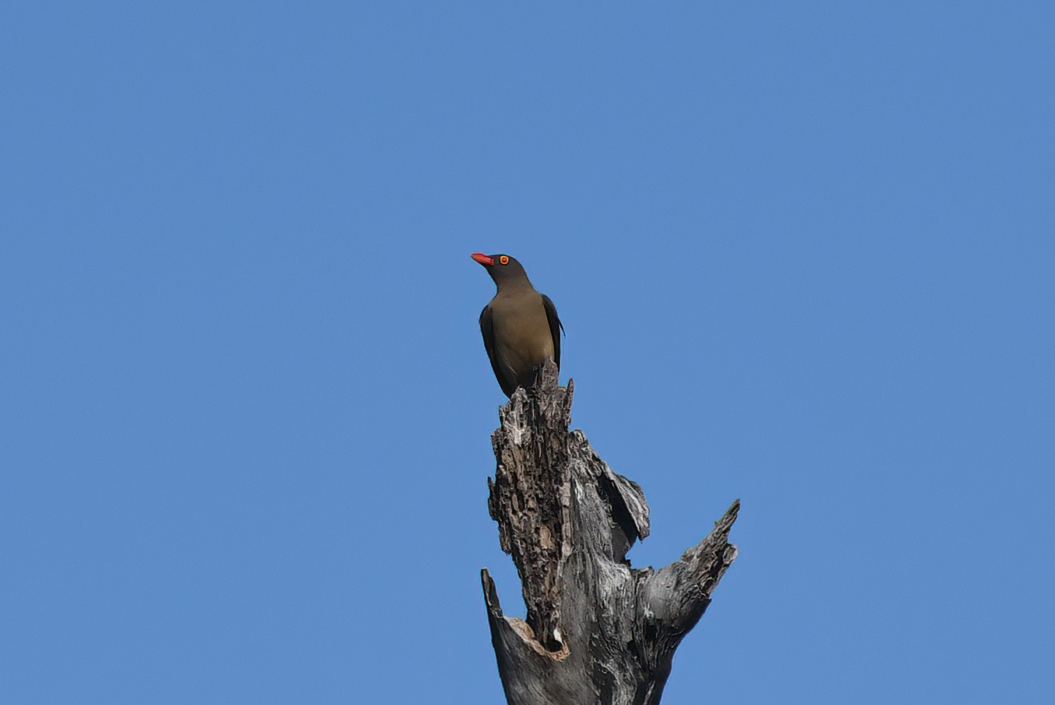 Red-billed Oxpecker