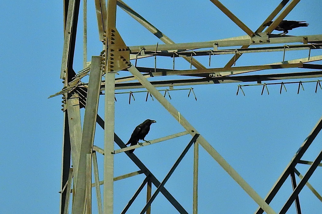 Common Raven