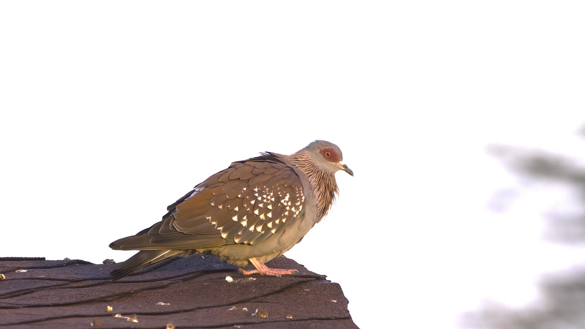 Speckled Pigeon