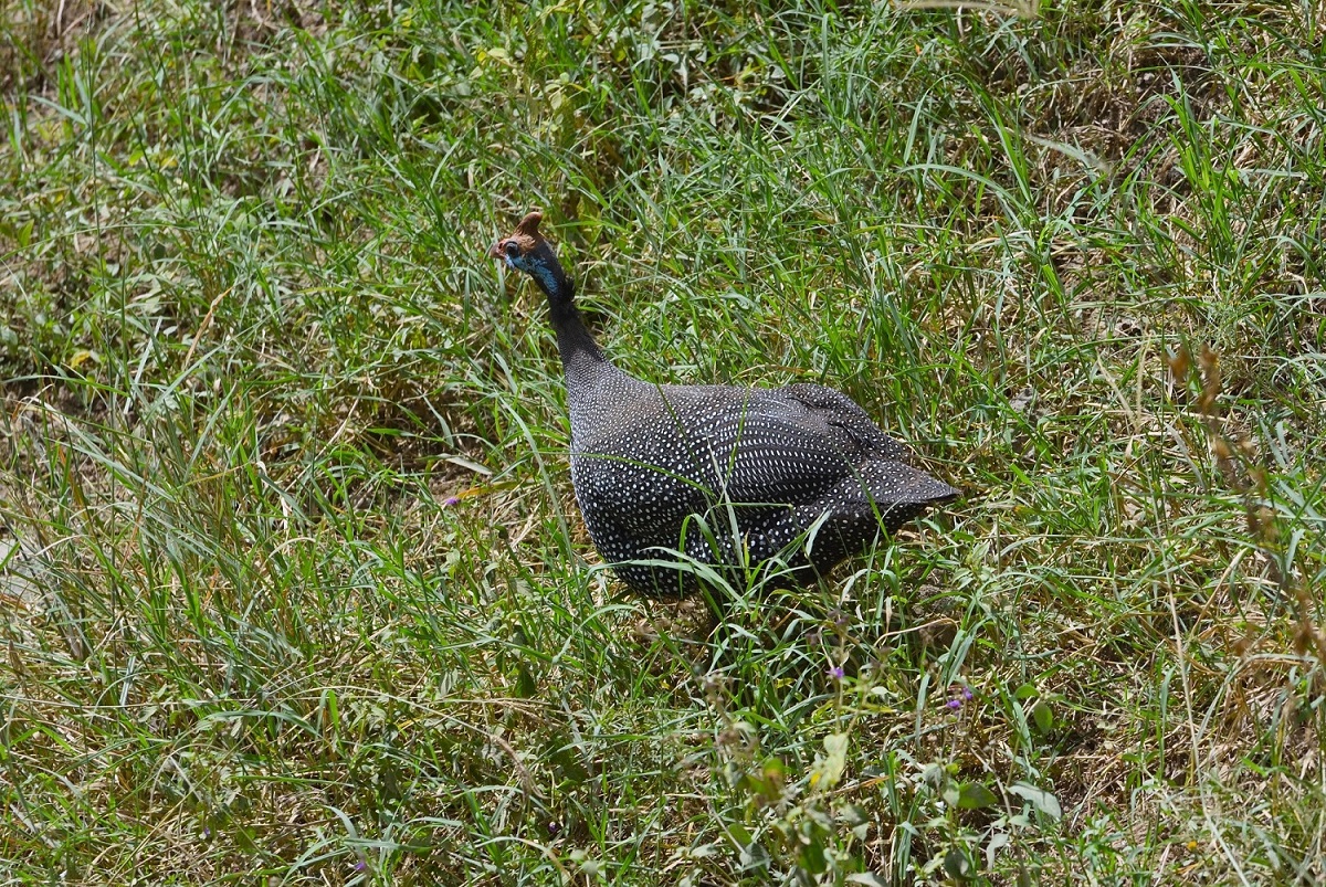 Helmeted Guineafowl