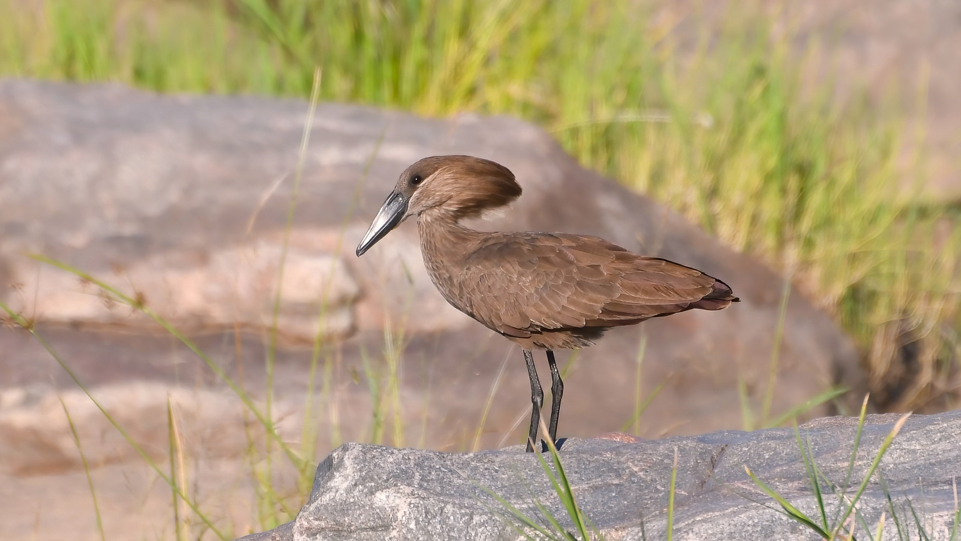 Hamerkop