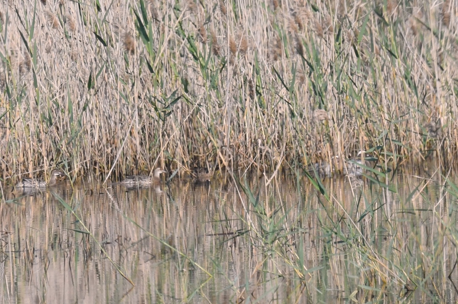 Garganey