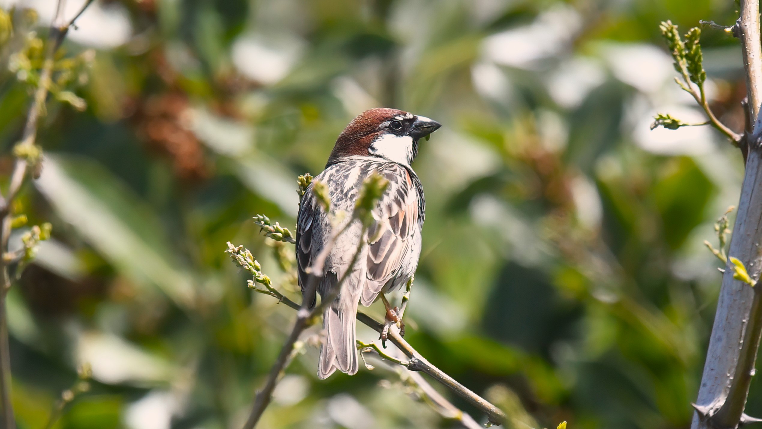Spanish Sparrow