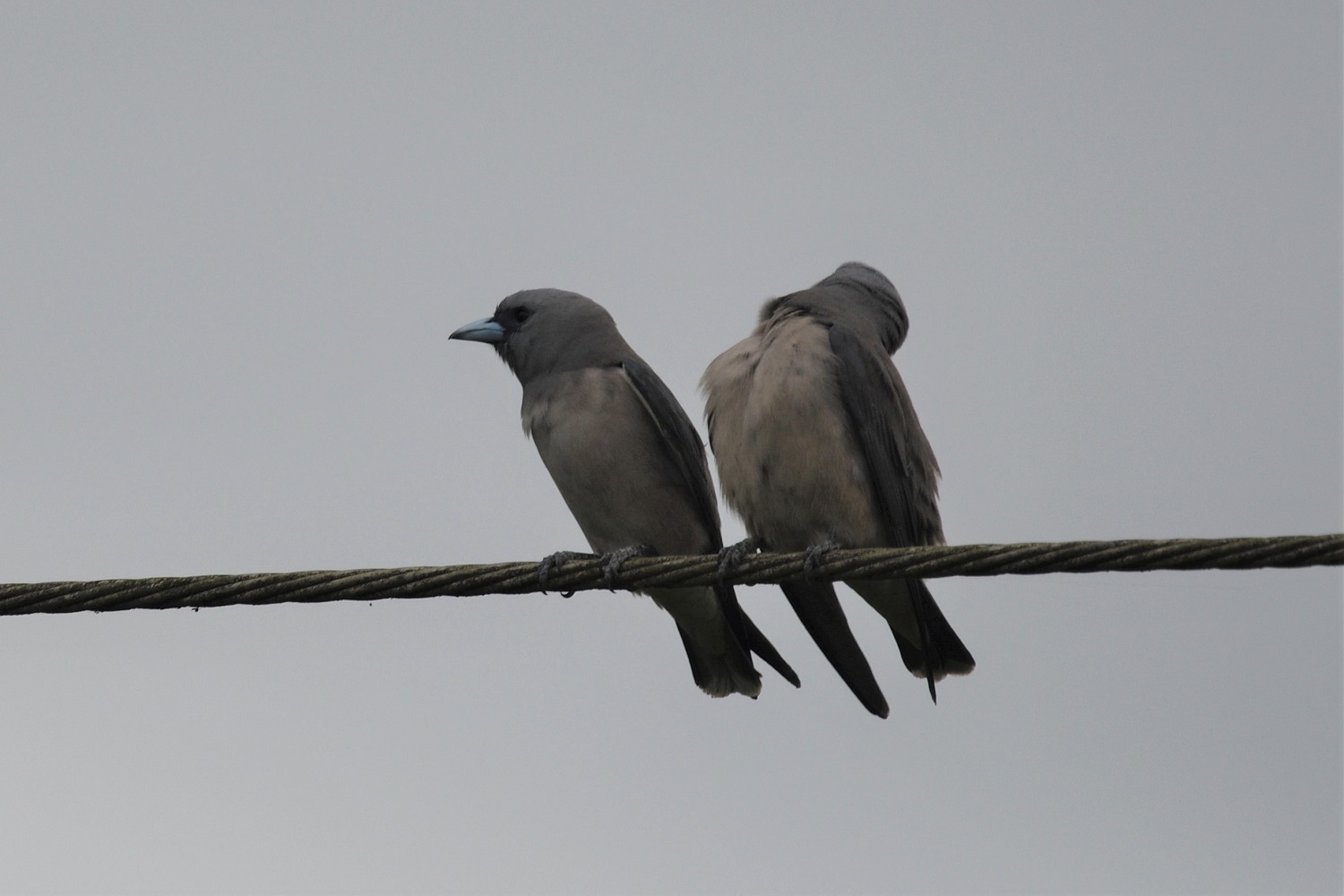 Ashy Woodswallow