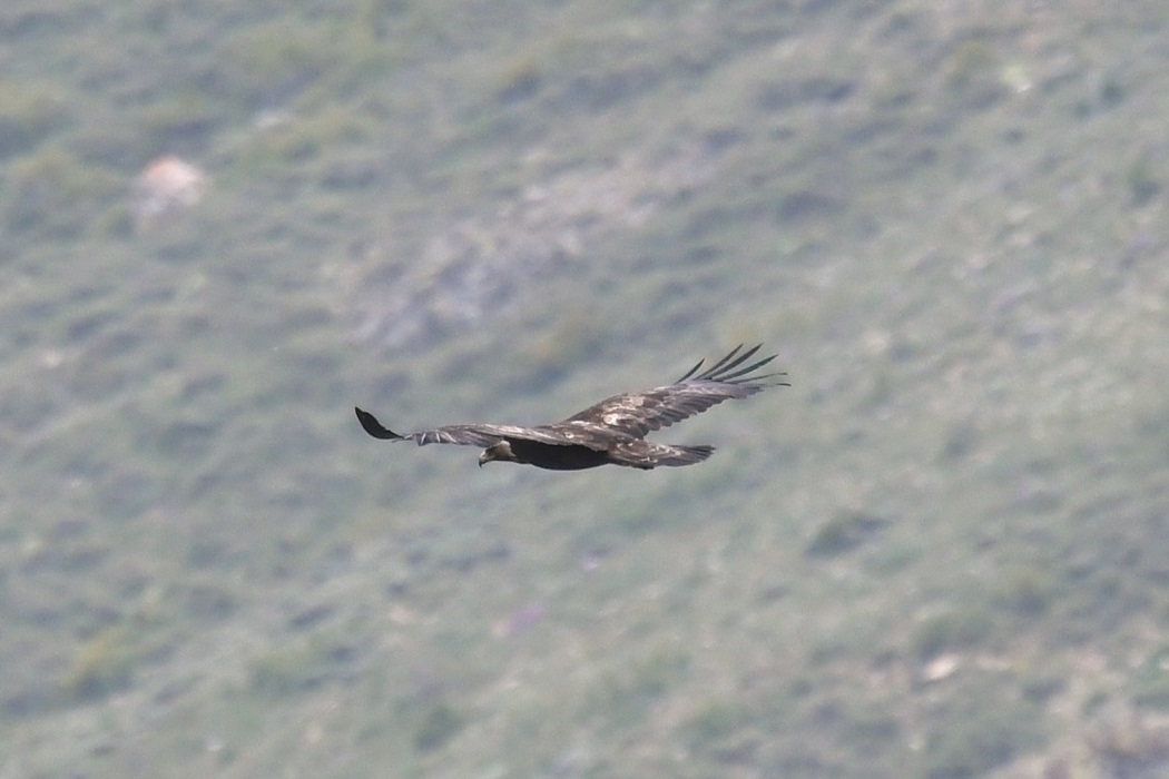 Golden Eagle