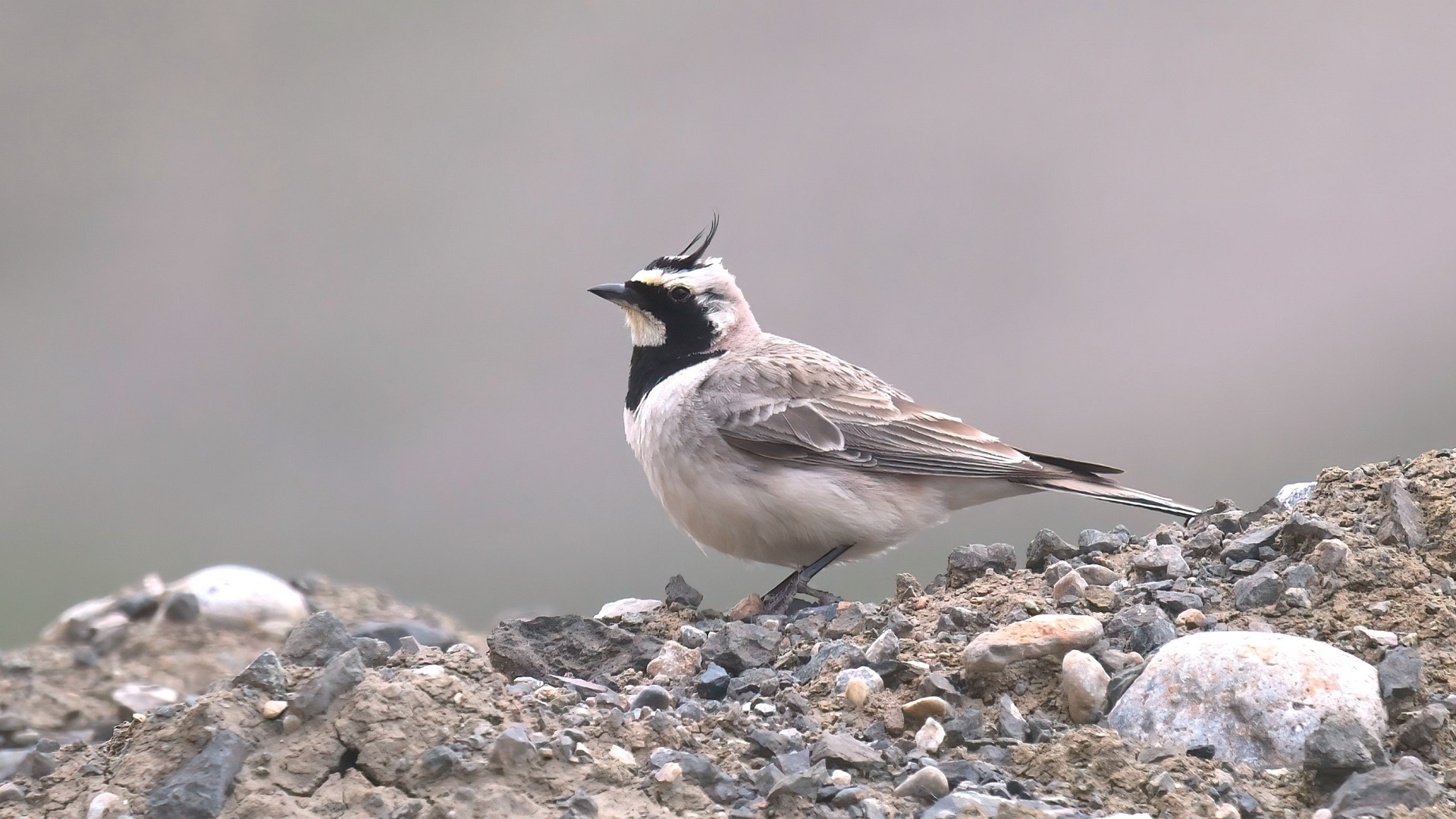 Horned Lark