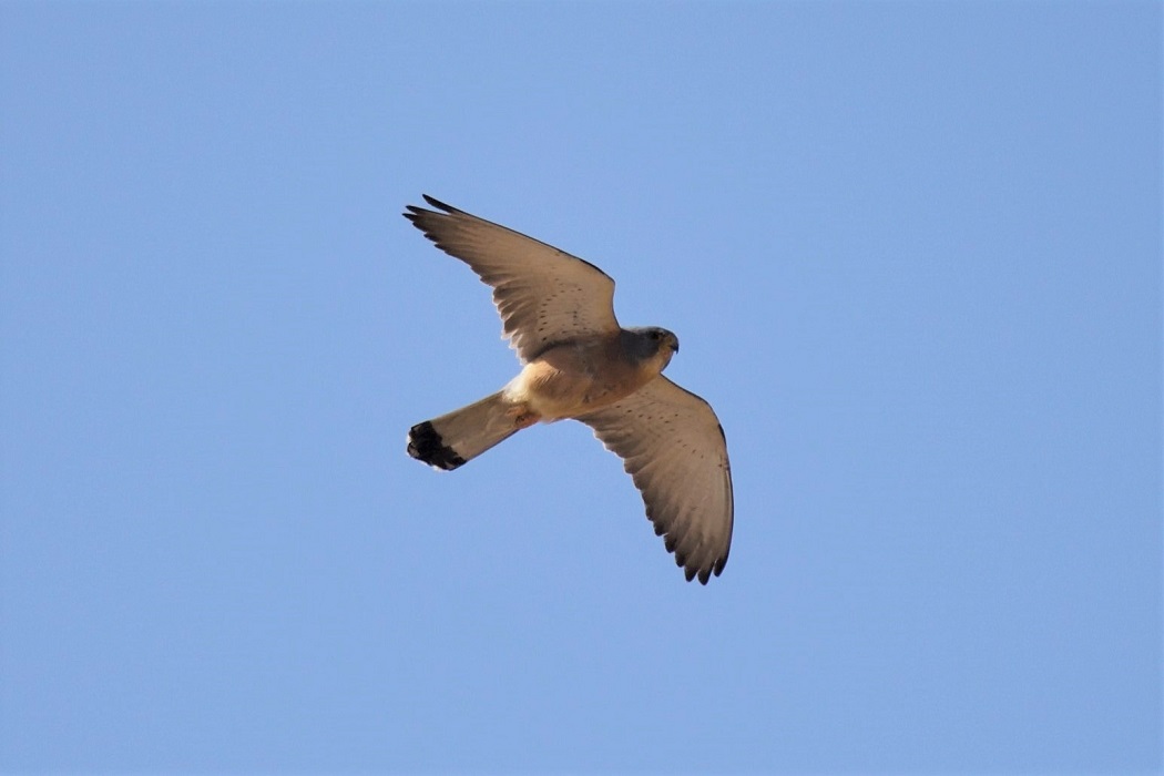 Lesser Kestrel