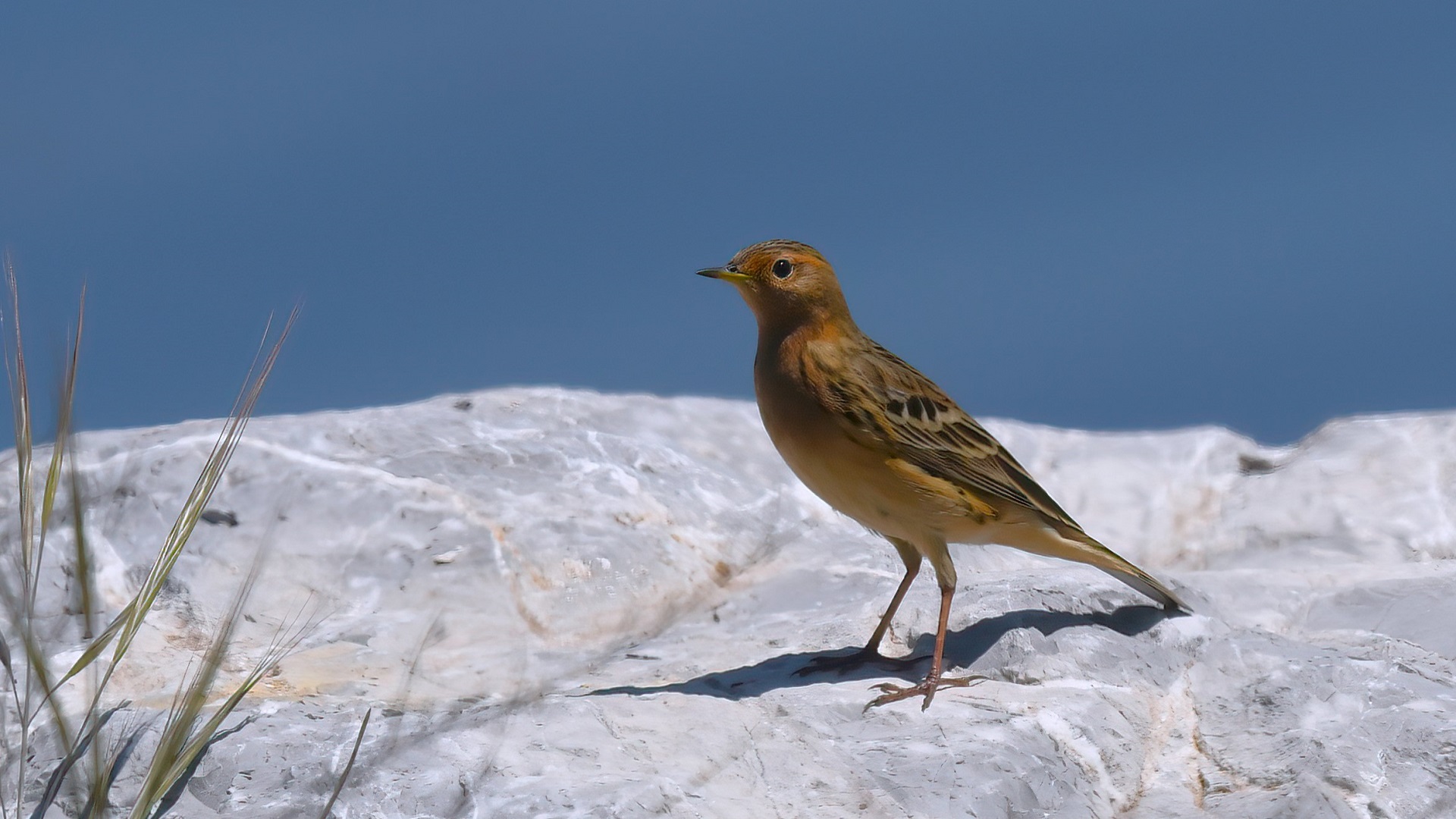 Red-throated Pipit