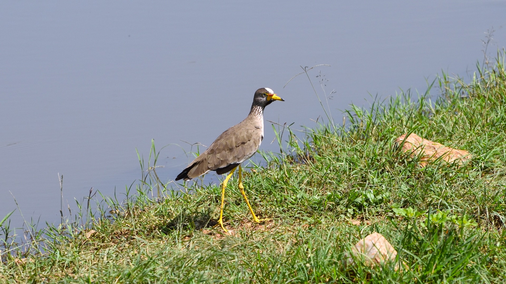 Wattled Lapwing