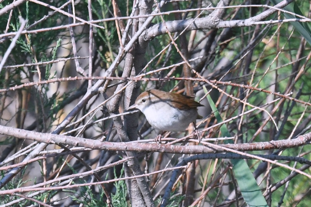 Cetti's Warbler — Ana fotoğraf