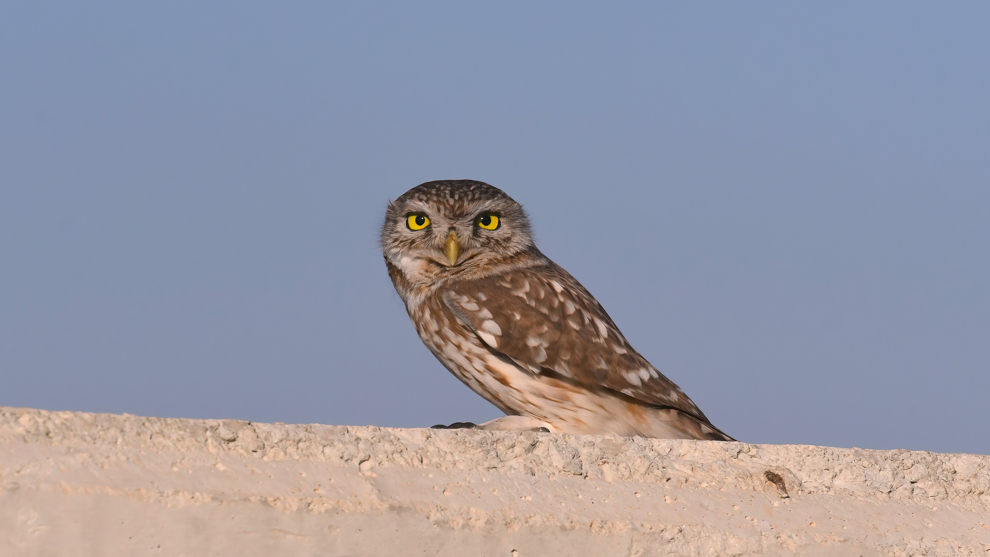 Little Owl