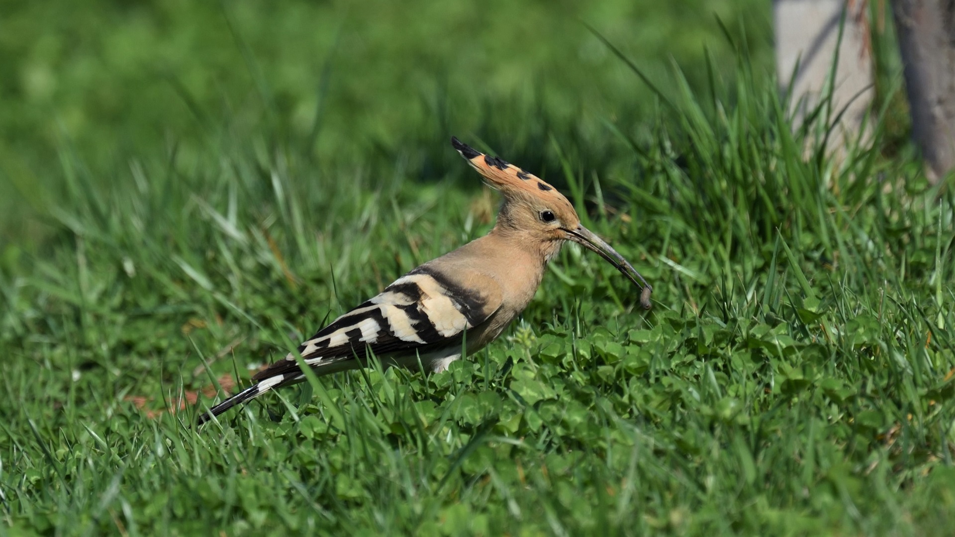 Eurasian Hoopoe