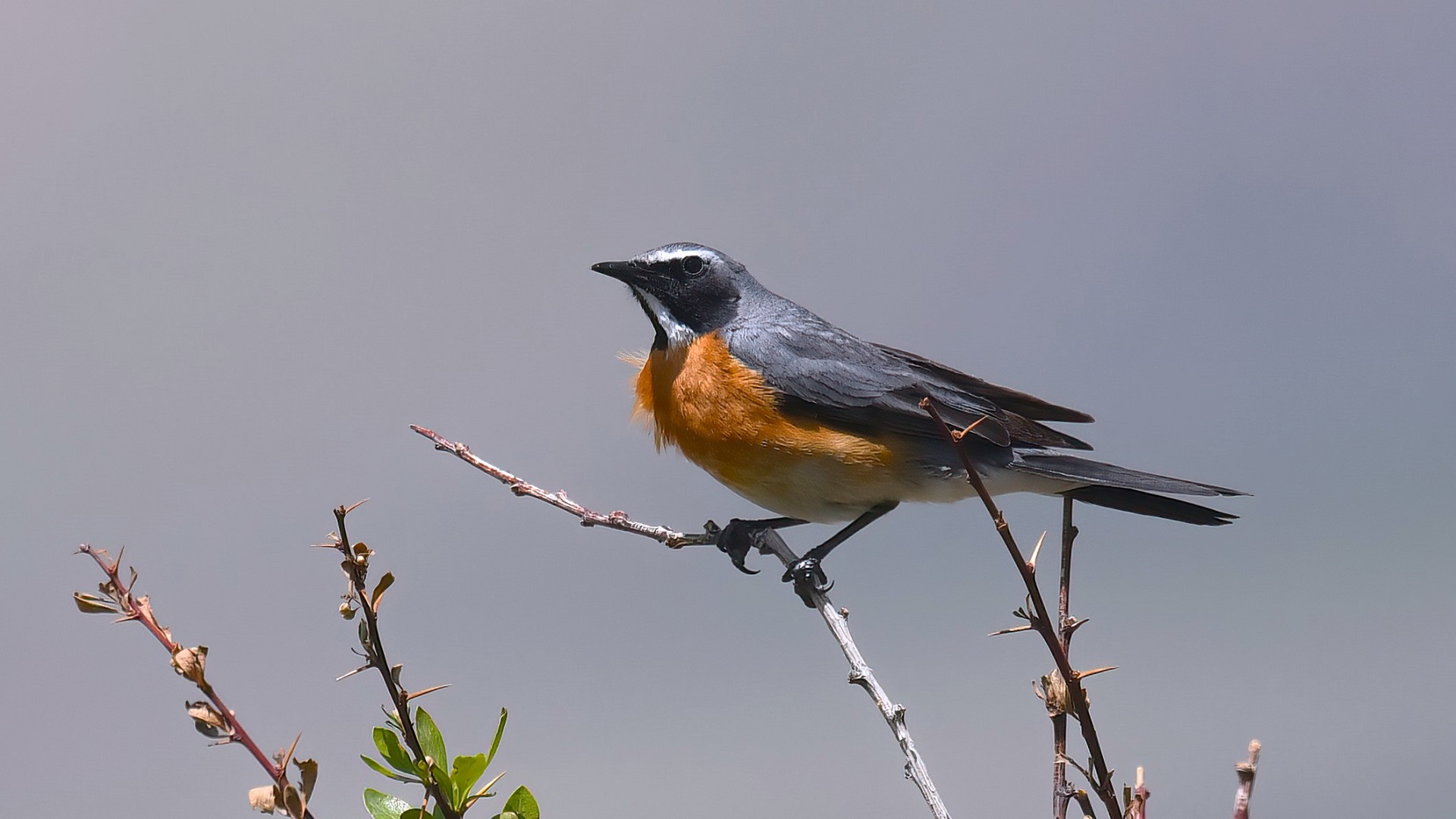 White-throated Robin
