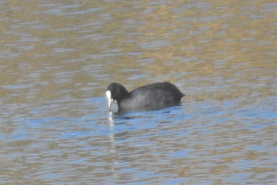 Eurasian Coot