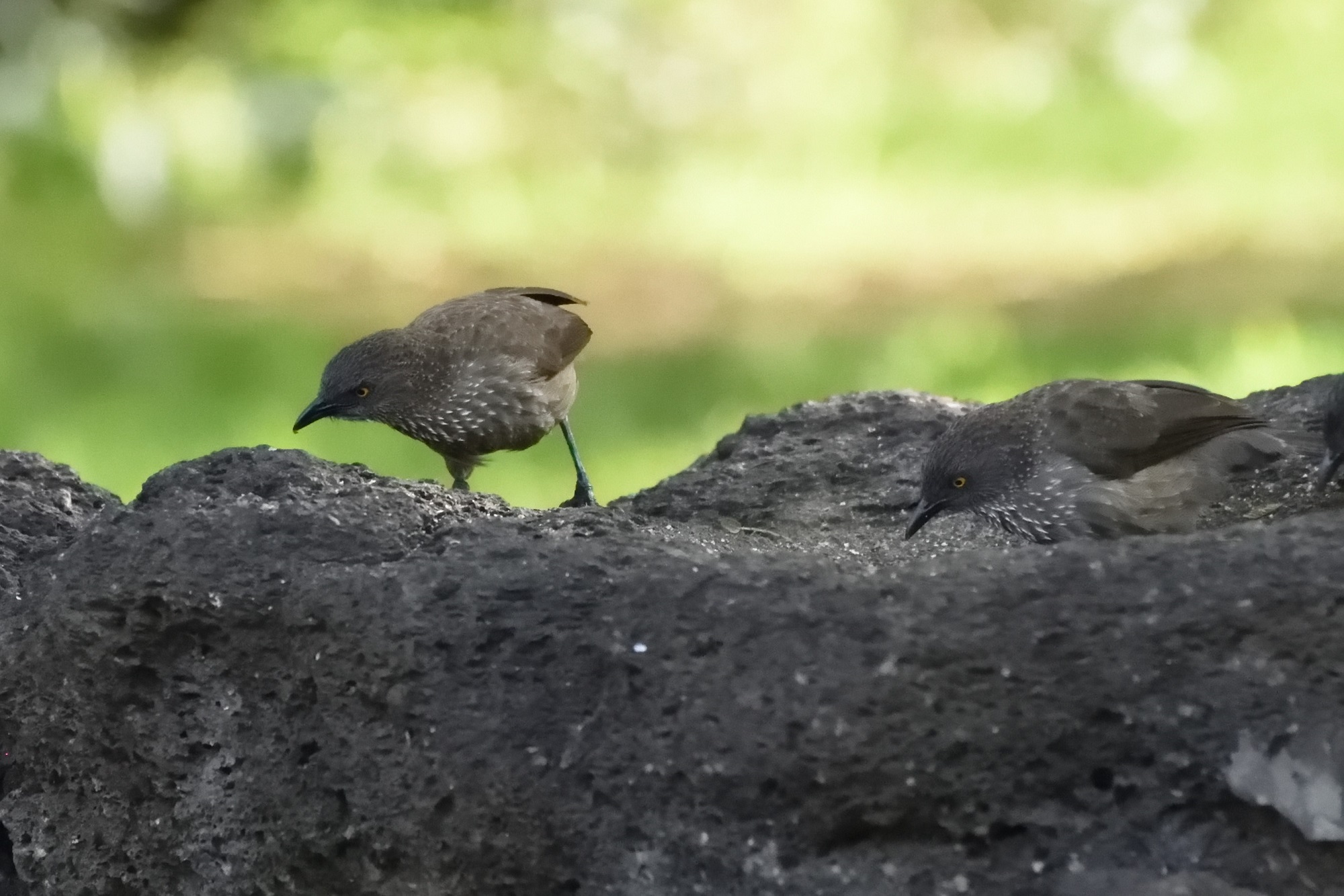Arrow-marked Babbler