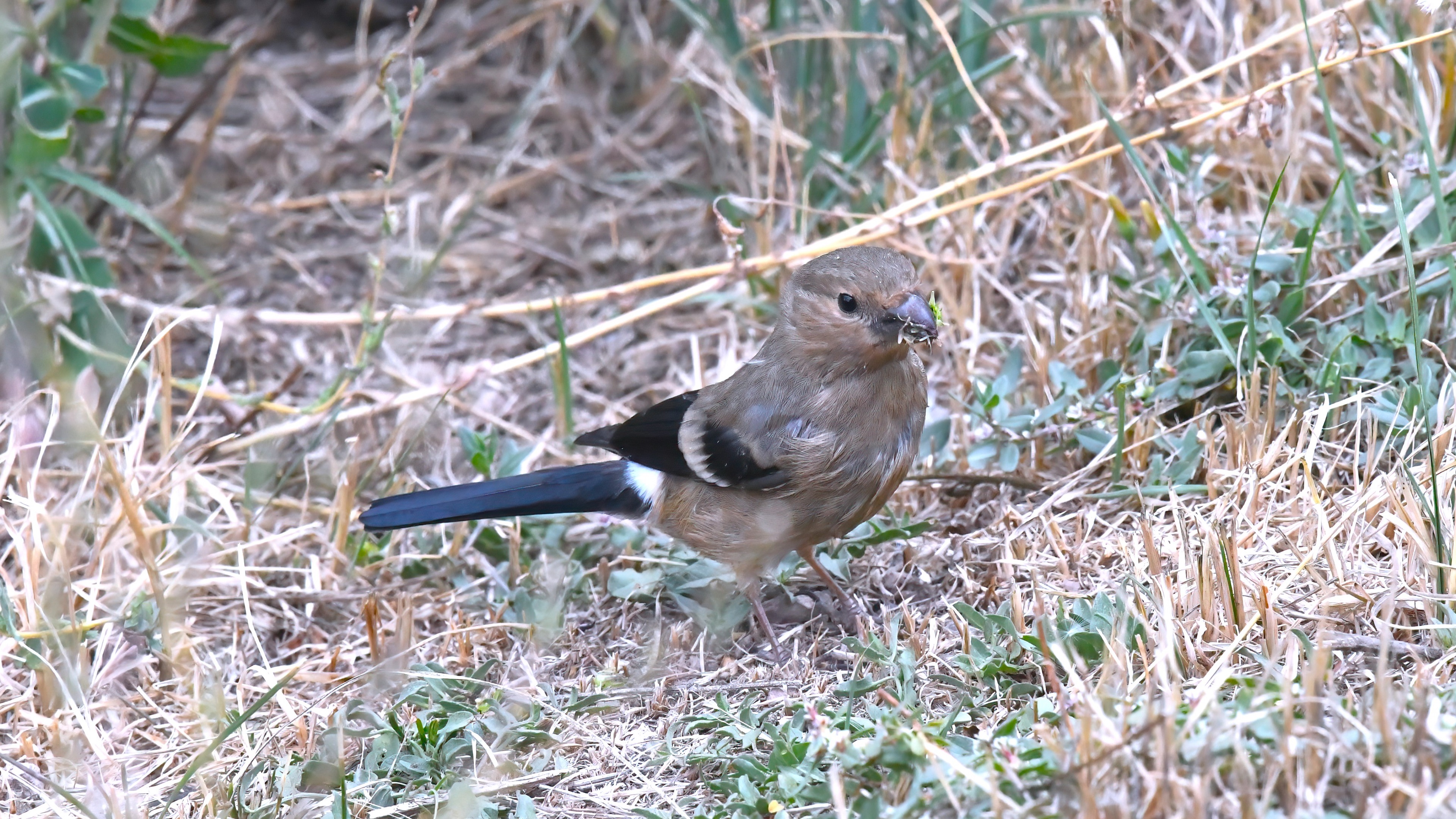 Eurasian Bullfinch