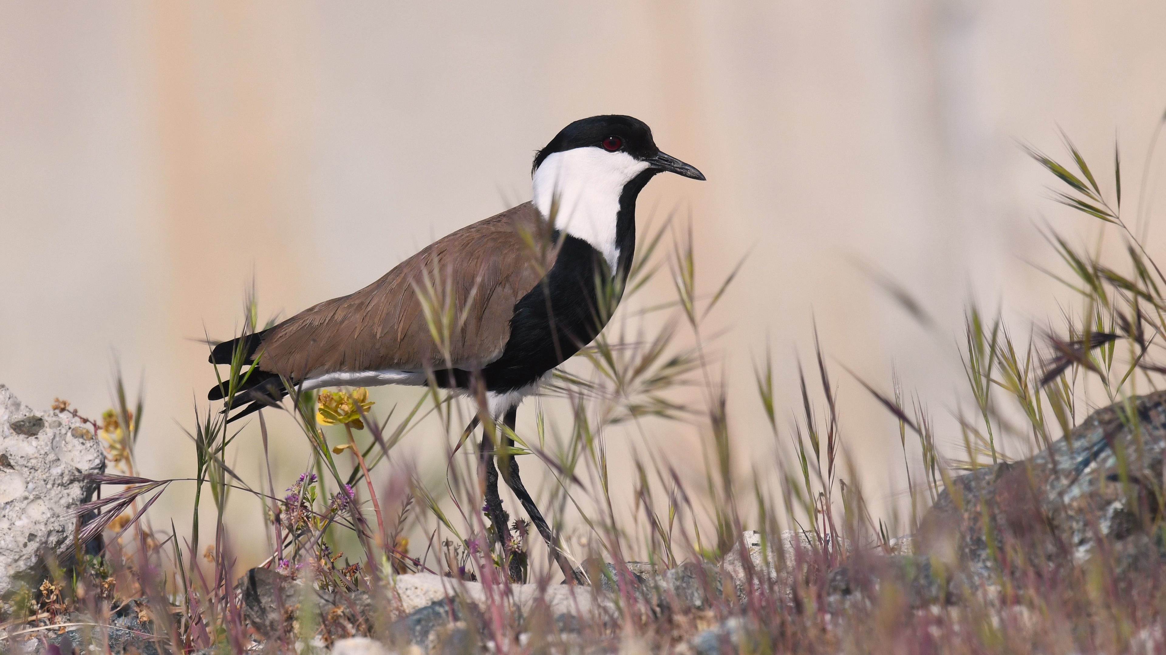Spur-winged Lapwing