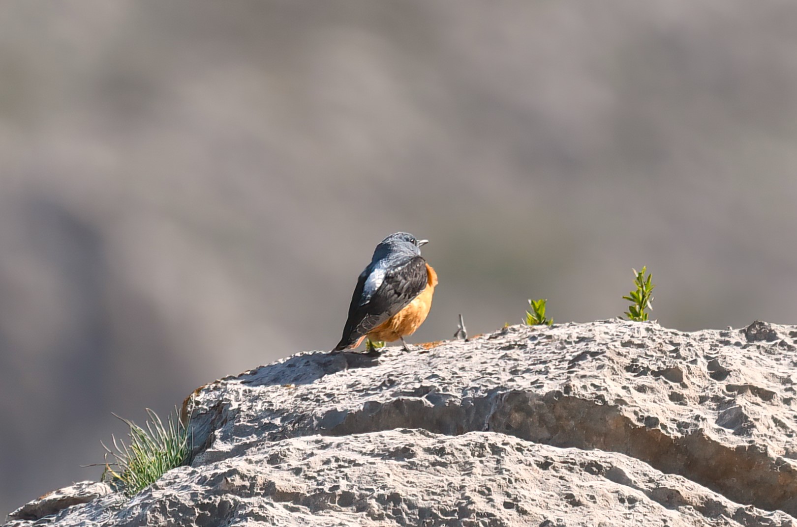 Rufous-tailed Rock-Thrush