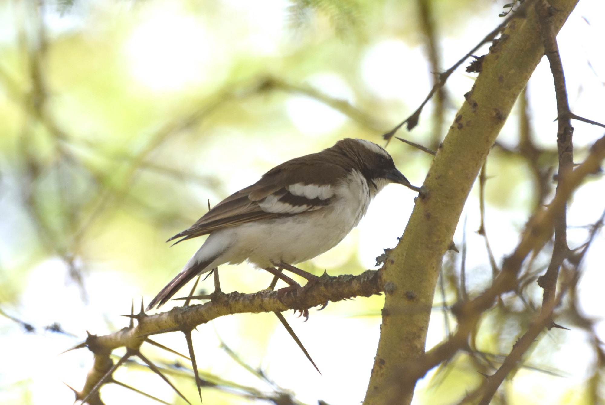 White-browed Sparrow-Weaver