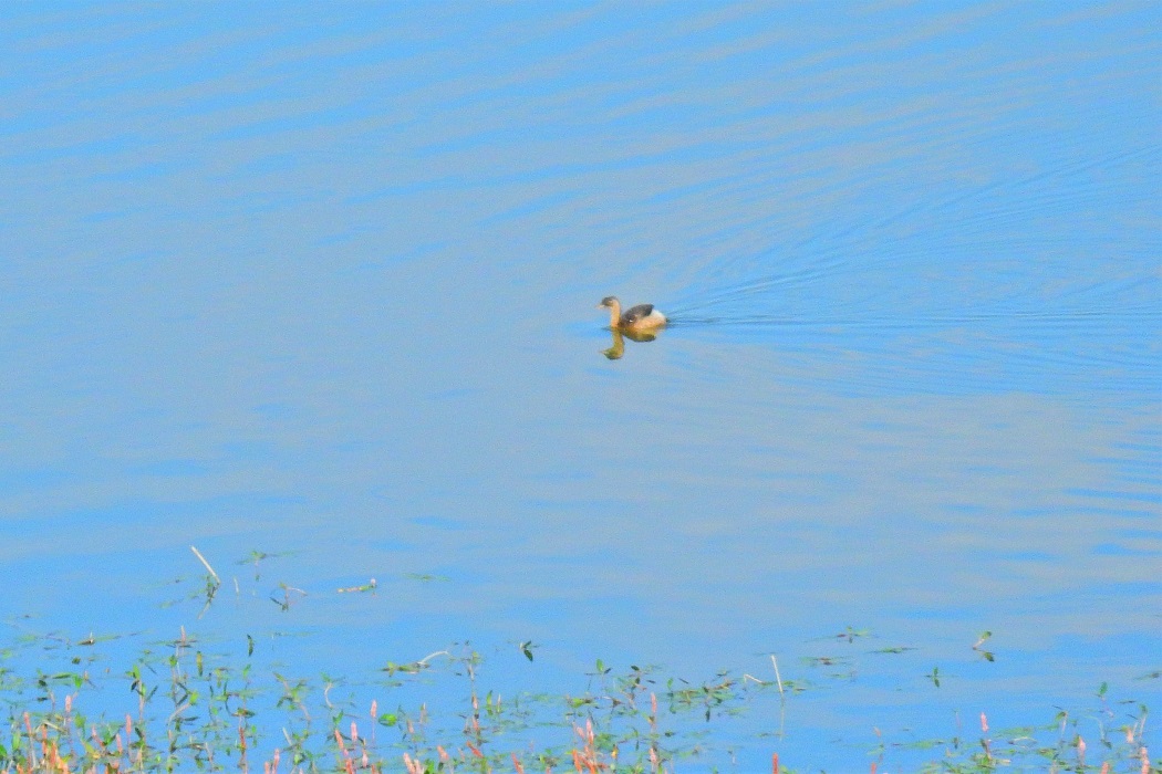 Little Grebe