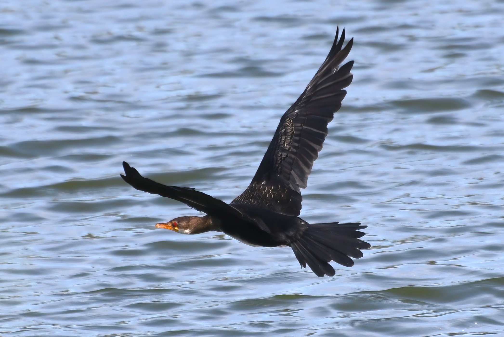 Long-tailed Cormorant