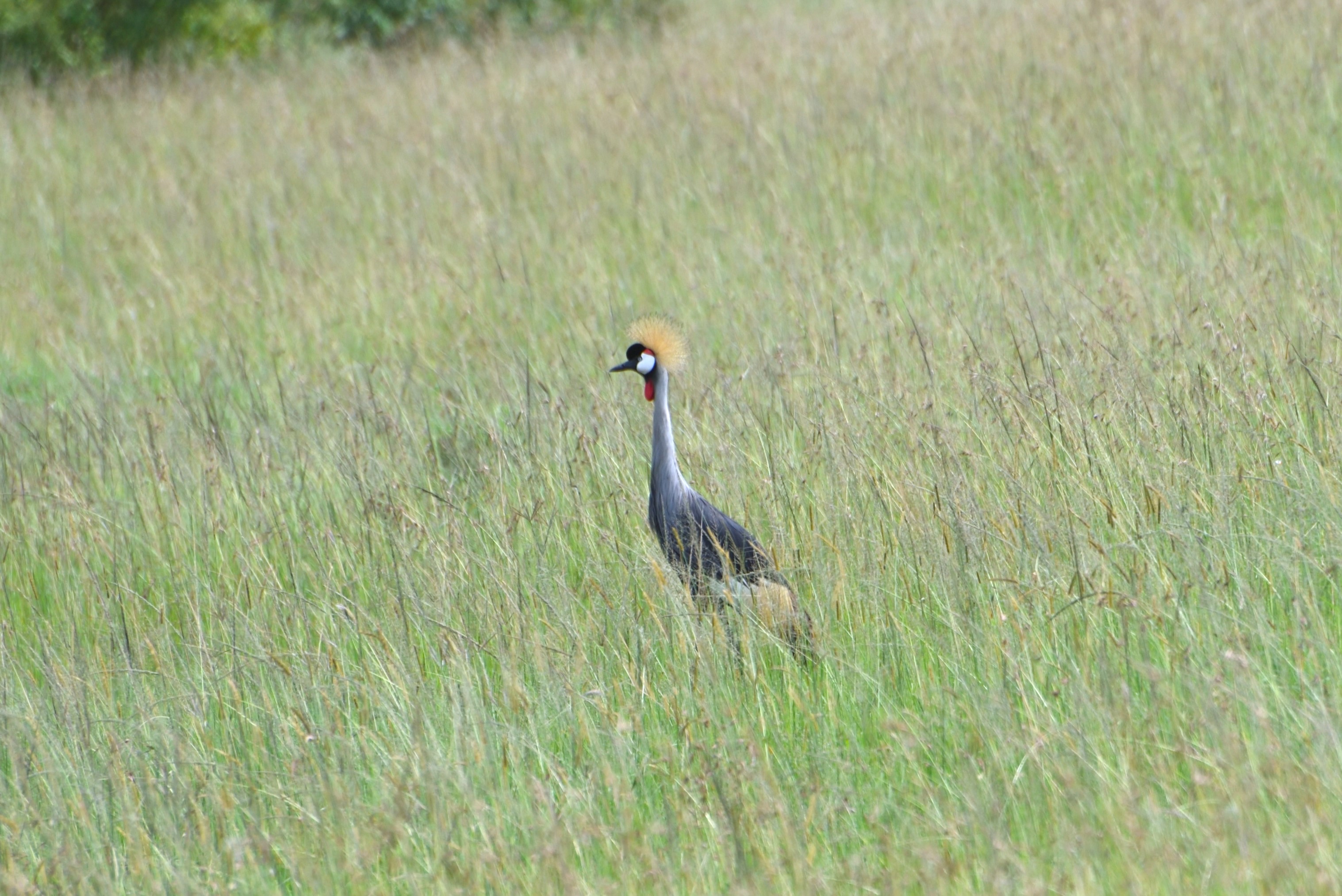 Gray Crowned-Crane