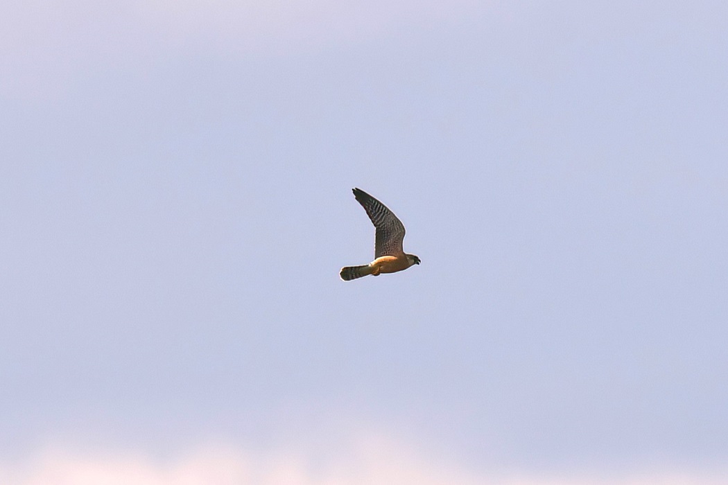 Red-footed Falcon