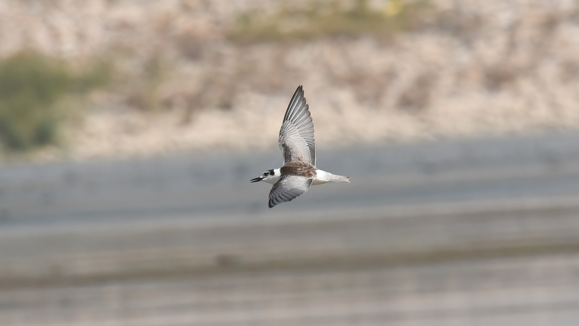 White-winged Tern — Ana fotoğraf