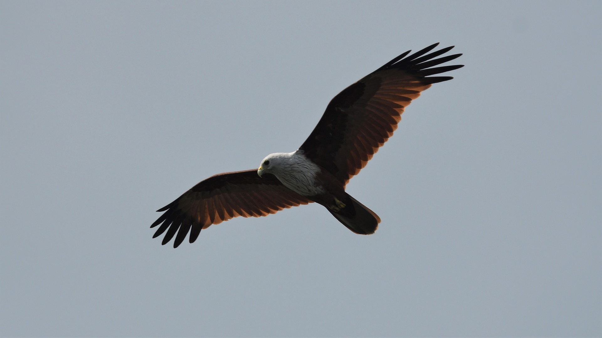 Brahminy Kite