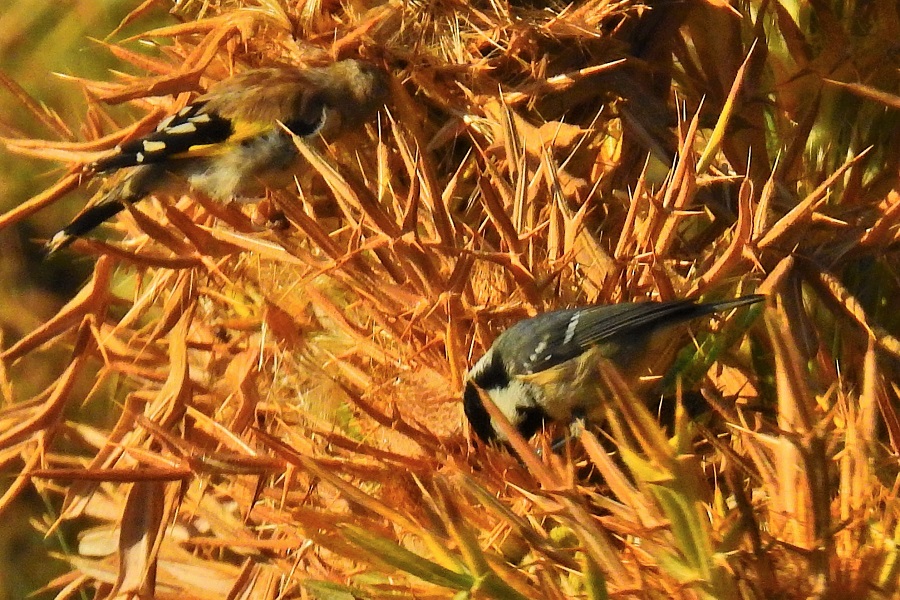 Coal Tit
