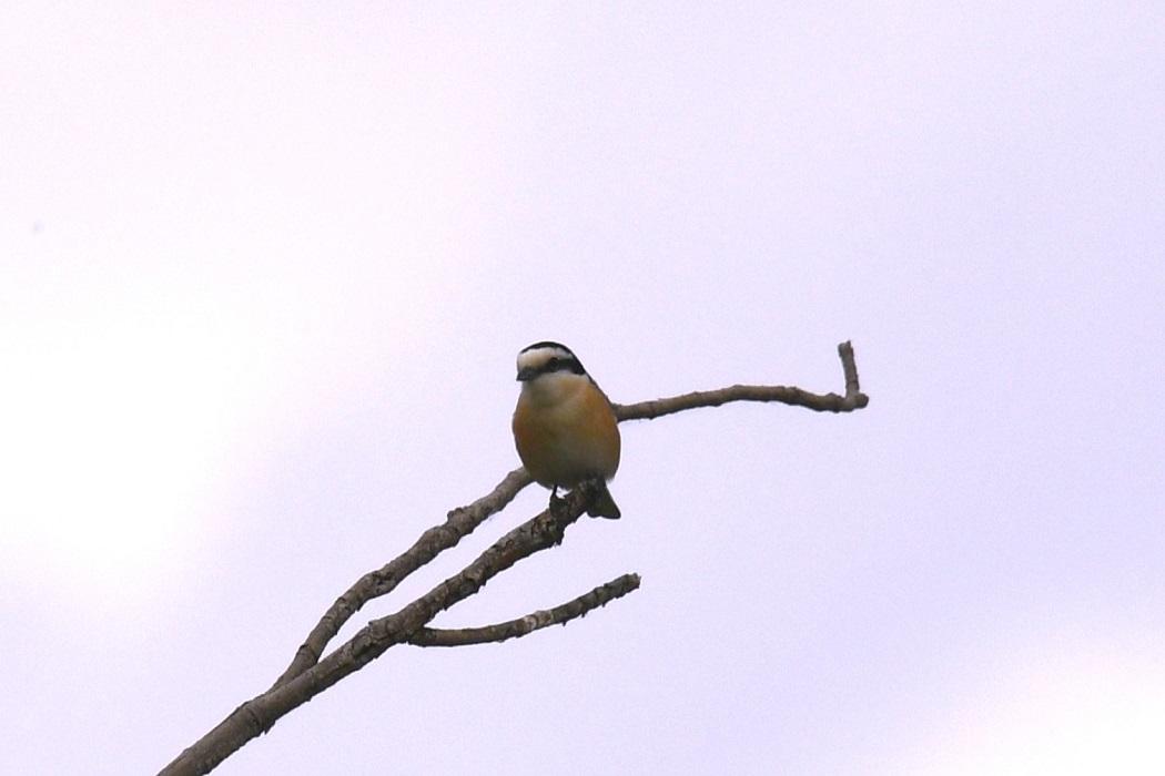Masked Shrike — Ana fotoğraf