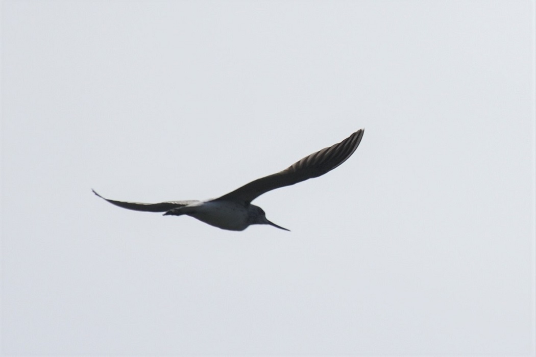 Common Greenshank — Ana fotoğraf