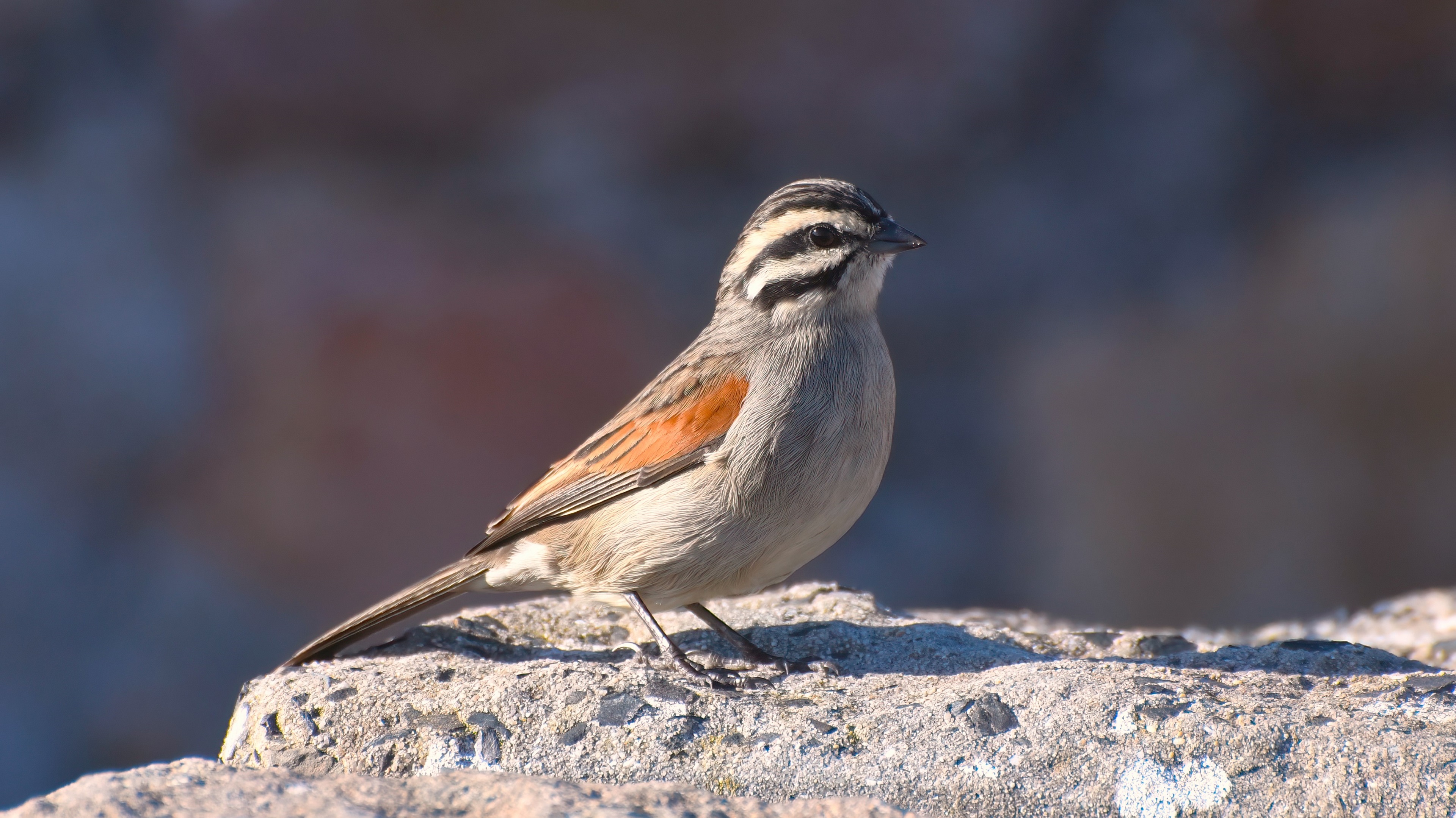 Cape Bunting