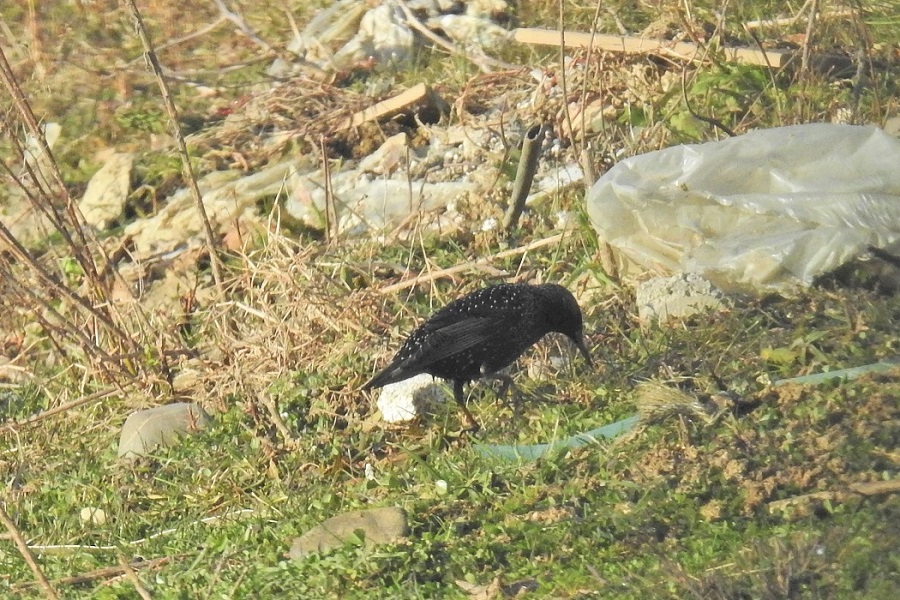 European Starling