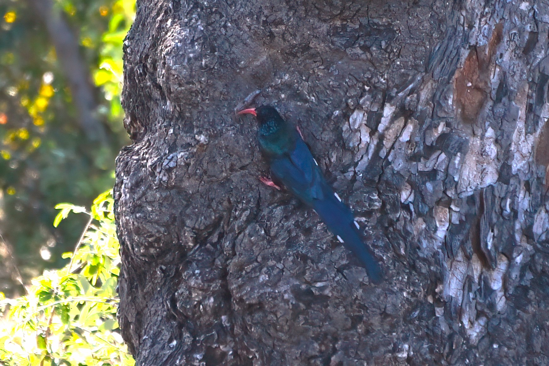 Olive Woodpecker