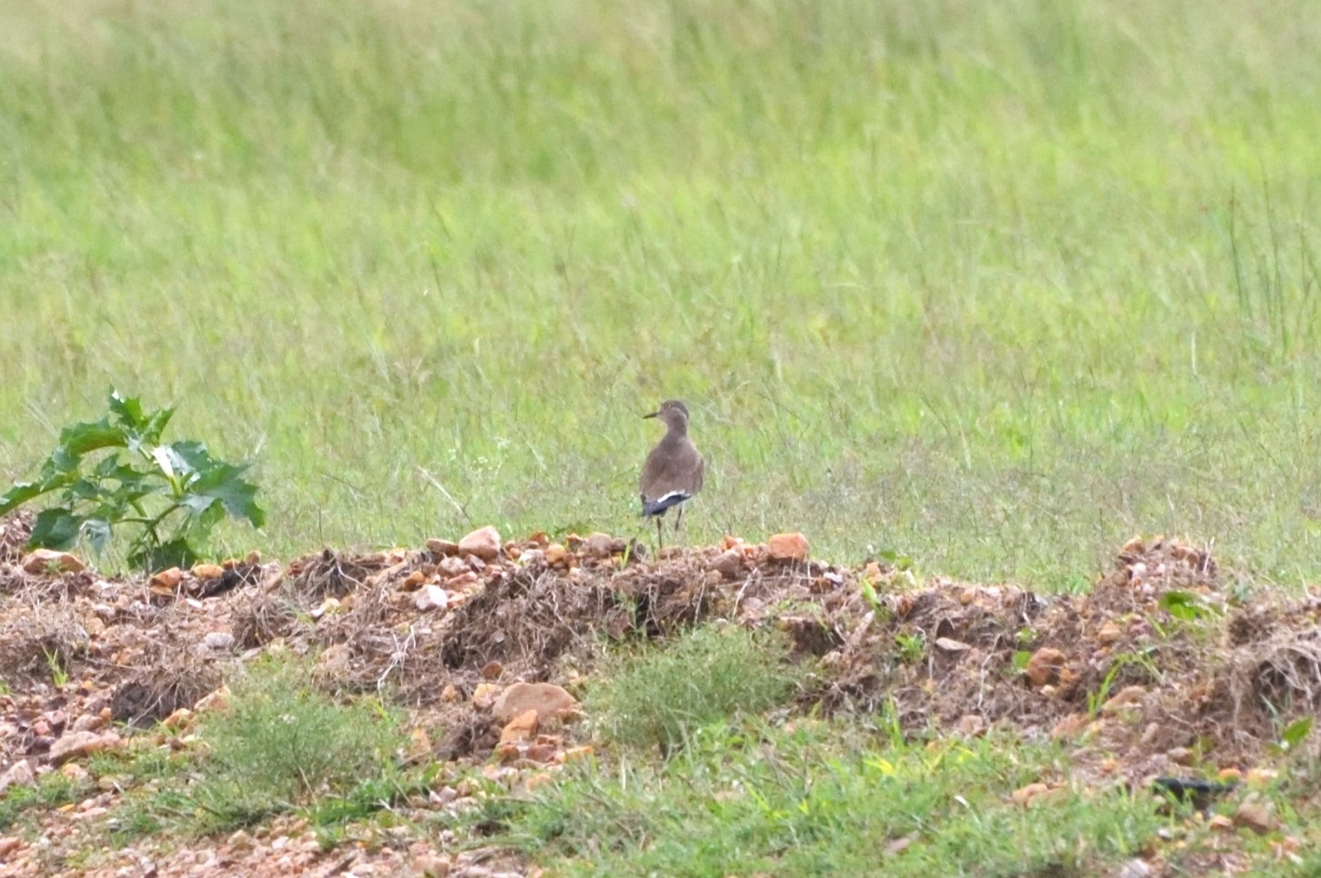 Black-winged Lapwing