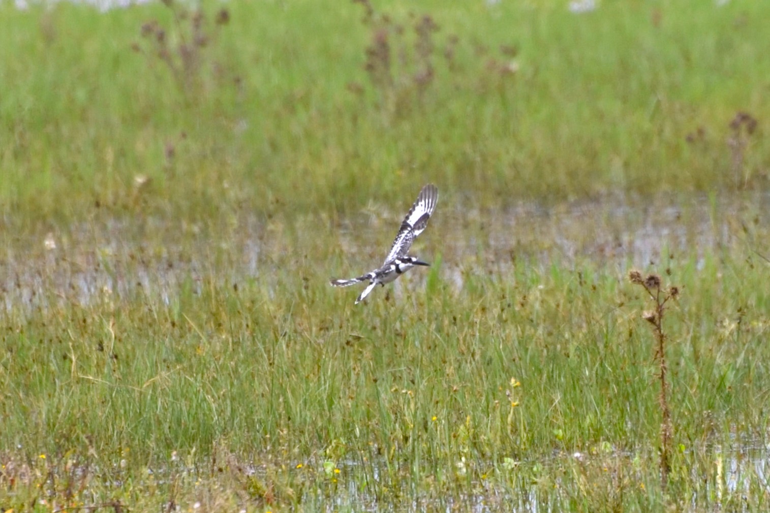 Pied Kingfisher